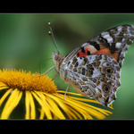 Babočka bodláková