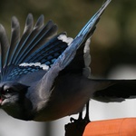 Blue Jay.3
