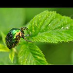 ... Nečum! A pojď na bitku ...