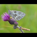  ... Okáč bojínkový ...