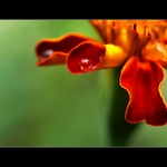 ... Jeden žlábek, jedna kapka ...