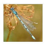 ... Šidélko kroužkované (Enallagma cyathigerum) ...