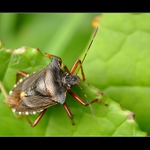 ... Kněžice rudonohá (Pentatoma rufipes) ...