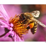 ... Všechno to tu sežeru ...