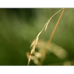 *příběhy z trávy IV*