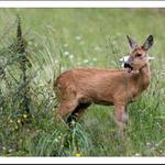 ...sama v trávě s otevřenou tlamkou...