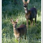 ráno při snídani...