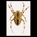 Křižák obecný (Araneus diadematus)