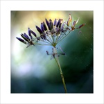 *** Jednoho letního rána ***