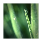 *** Jednoho letního rána II. ***