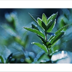 *** Ranní třpytky ***