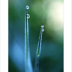 *** Ranní třpytky II. ***