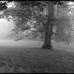 Návraty do veltruského parku XI - u platanu