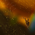 ***PAVOUČEK ZE ZAHRÁDKY ***