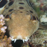 Žralůček Hallstromuv