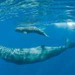 Vorvaní rodinka III