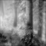 ..obraz obrazu lesa...