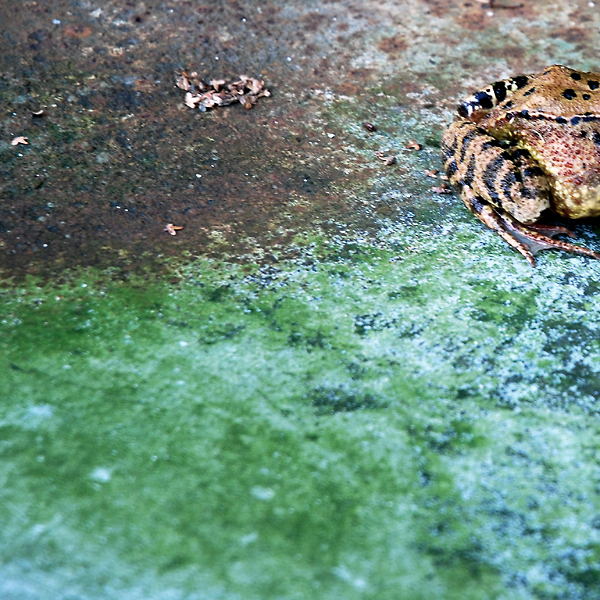 Zátiší s polovinou žáby