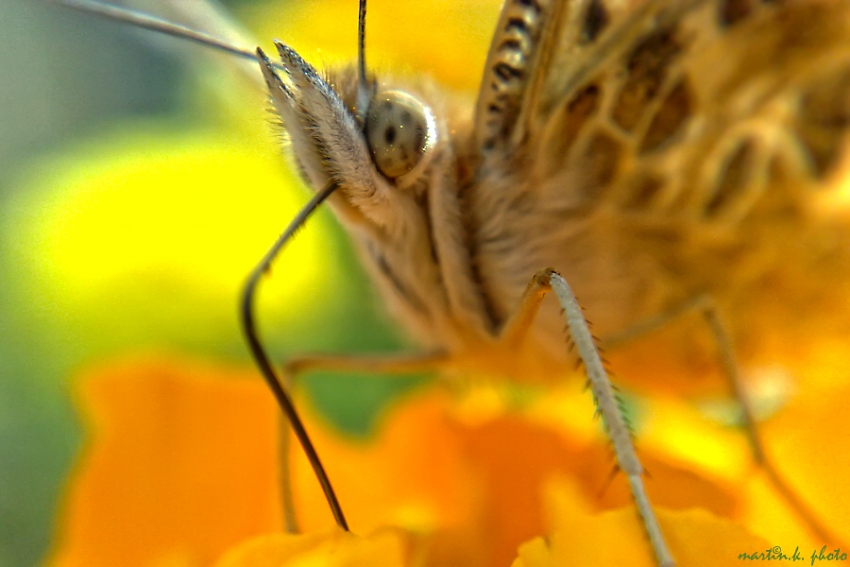 Vanessa cardui