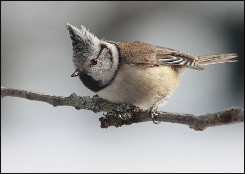 Zvědavá parukářka