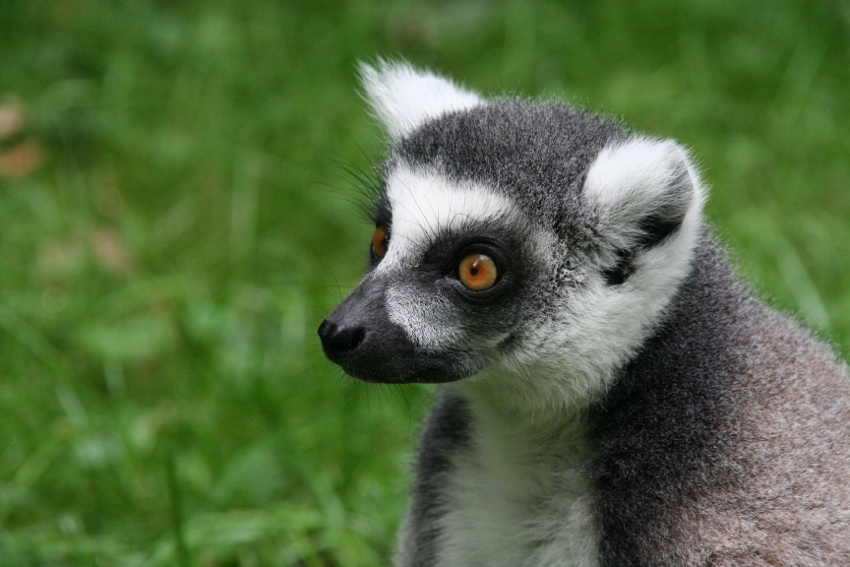 Lemur - ZOO Zlin