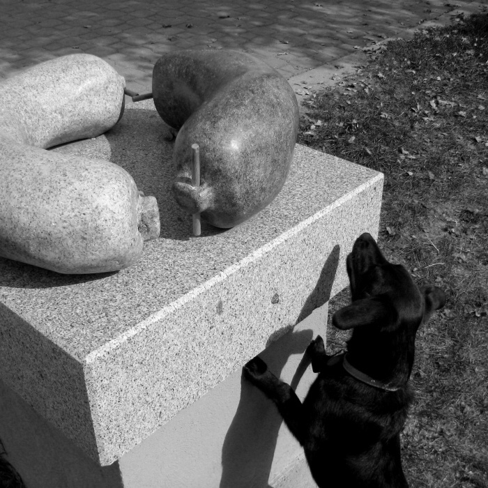 Pes jitrničku sežral...