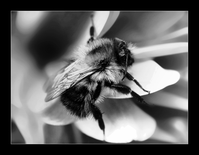HoneyBee