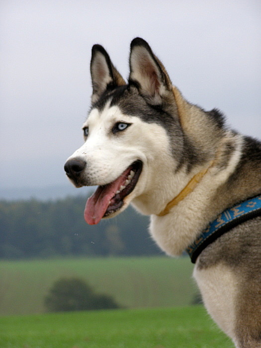Akela