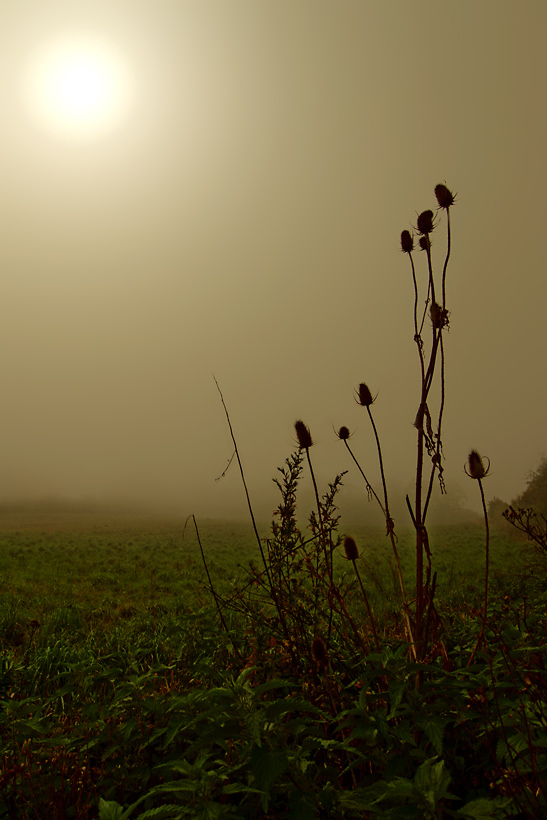 Pichľavé prebúdzanie