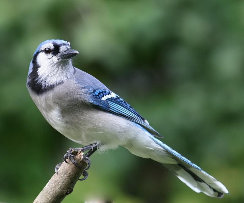 Blue Jay 2