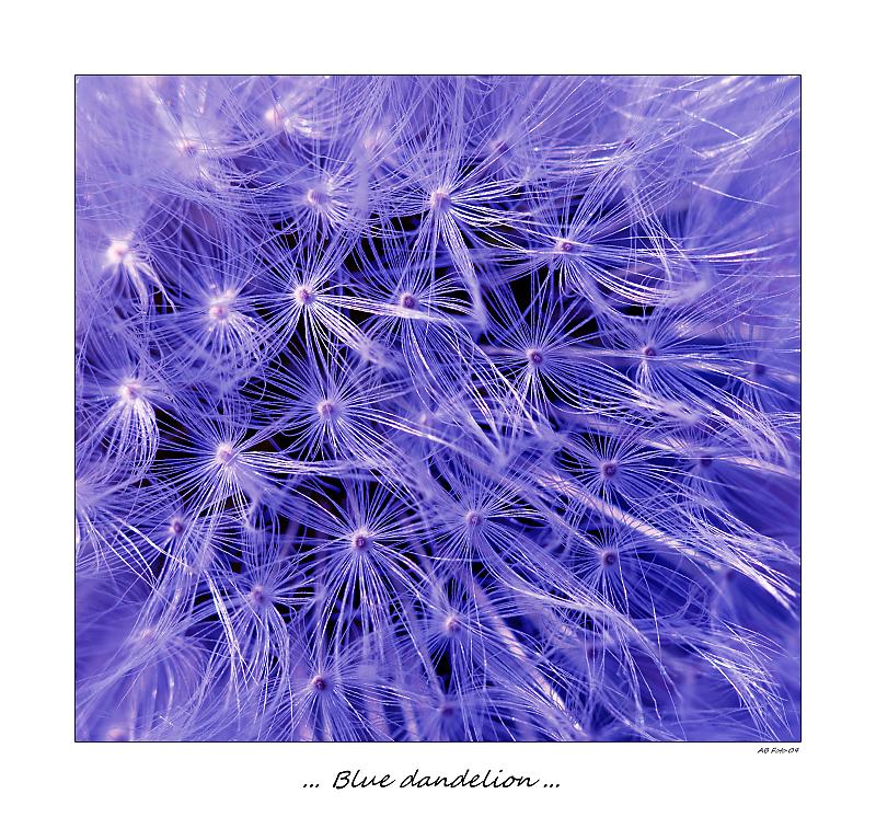 ... Blue dandelion ...