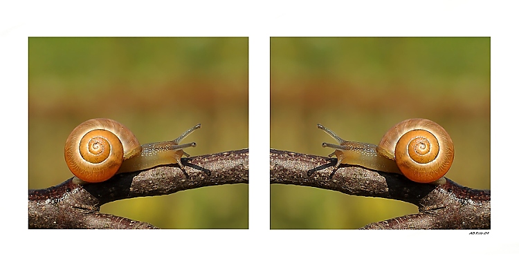 ... Život s ulitou ...