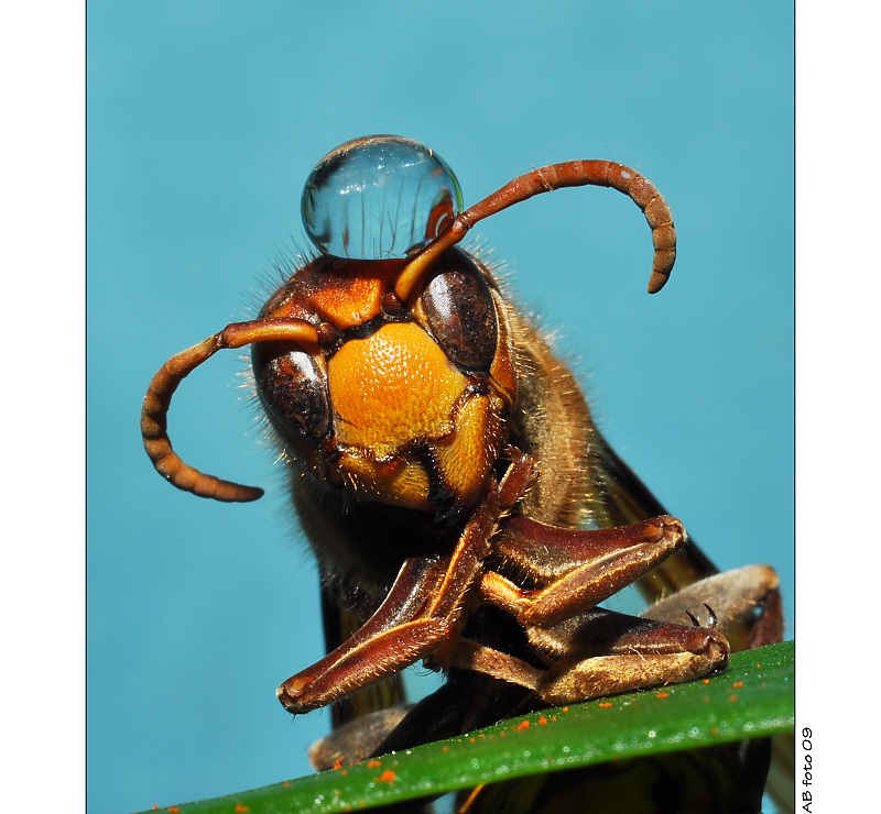 ... Zamyšlený sršeň s čepičkou :) ...