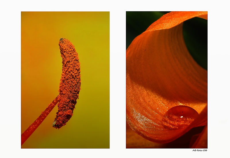 ... Pohledy do útrob květu ...