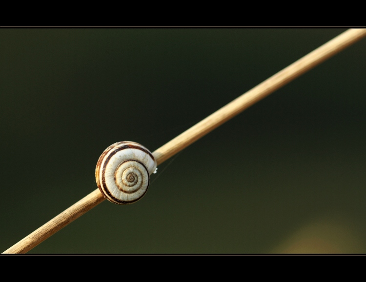 *linie*