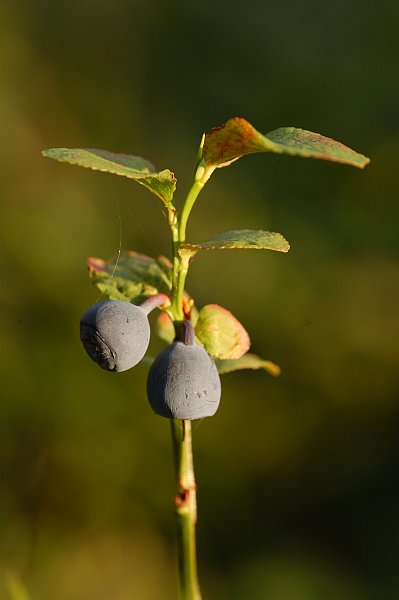 Vaccinium myrtilus