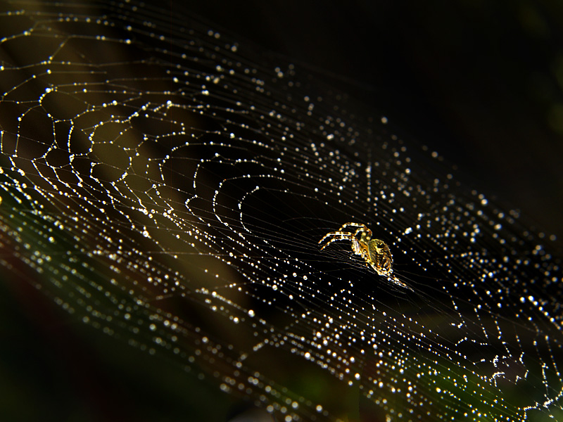 ***HLÍDAČ VESMÍRU***