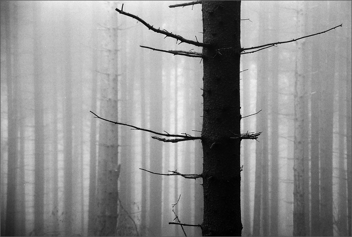 Strniště