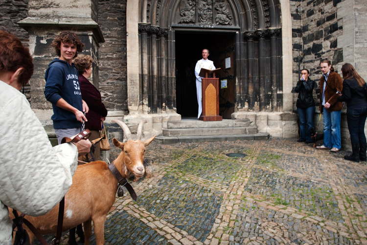 sv. František z Assisi (1)