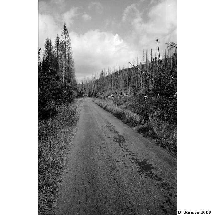 Memento morii aneb kůrovec na Šumavě