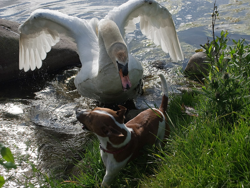 Utok je nejlepsi obrana