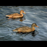 .: PLAVEME S ÚSMĚVEM :.