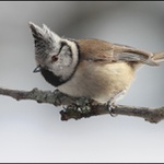 Zvědavá parukářka