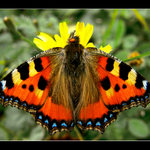 vzpomínky na barevné léto