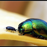 Neśpi pořád kamaráde.