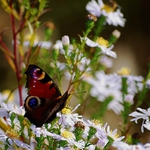 Ktorá bude ďalšia?