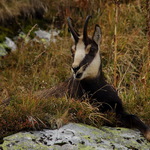 Kamzík vrchovský- Rupicapra rupicapra