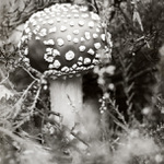 Muchomůrka červená