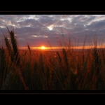 Když je jitro ve zlatém...