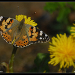 Babočka Bodláková